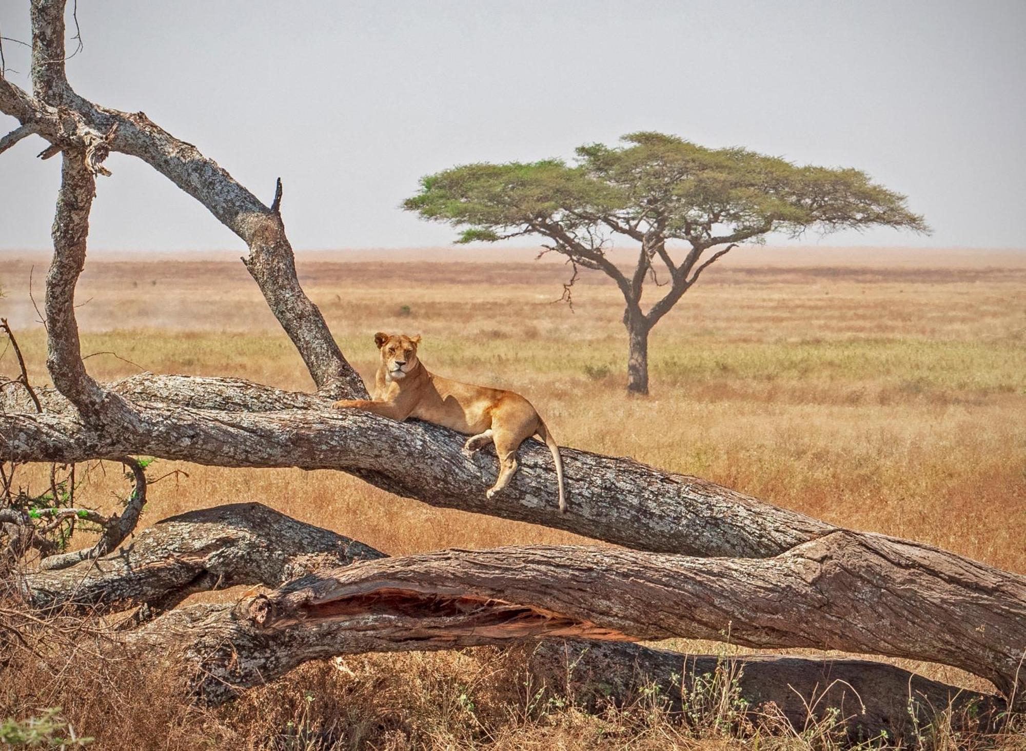 Kananga Special Tented Camp Banagi Exteriér fotografie